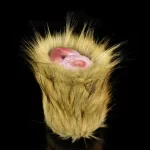 Coyote Animal Pussy Male Stroker