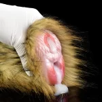 Coyote Animal Pussy Male Stroker