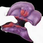 Spyro - Doggy Style Dragon Stroker