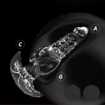 Jelly Octopus - Anal Plug 3 Sizes